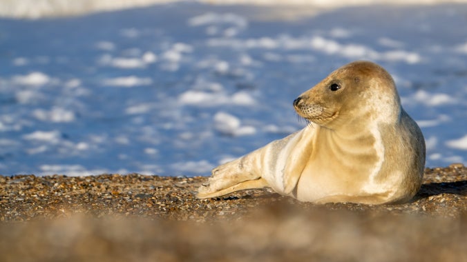 Young seal on shingle at Blakeney National Nature Reserve